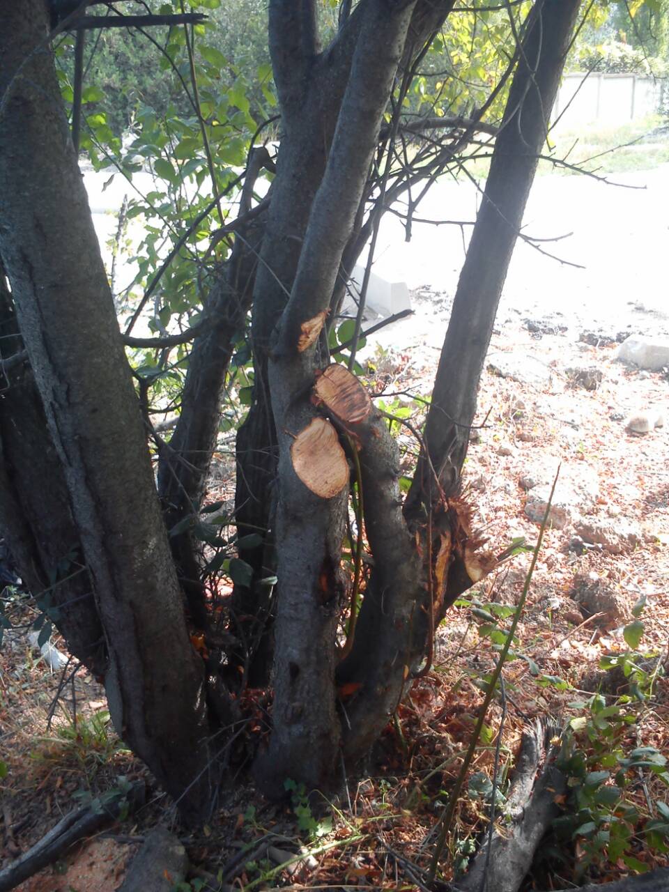 IMG 074f151d6ada293c62db5b22ca8e471d V