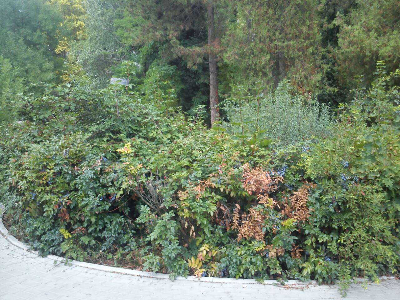 IMG 074f151d6ada293c62db5b22ca8e471d V