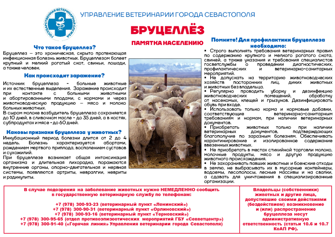 Бруцеллёз